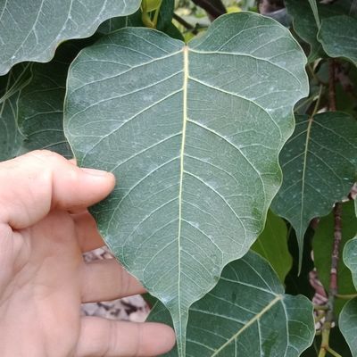 菩提树鲜叶子 现采包邮 木叶盏 叶脉 叶画 金刚菩提树 无斑点破损