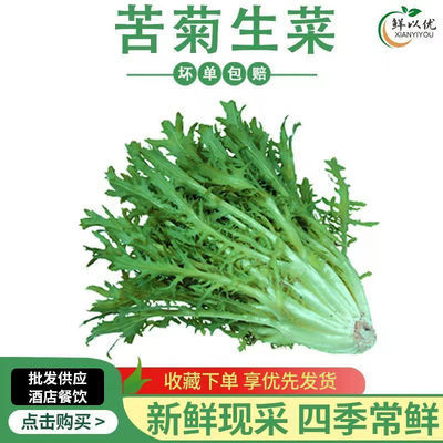 新鲜苦菊生菜绿色西餐沙拉蔬菜食材清洗即食苦叶狗牙生菜苦苣500g