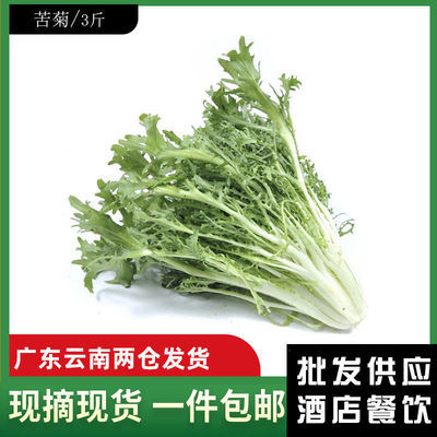 云南绿心苦菊新鲜蔬菜沙拉健身轻食苦细叶九芽低脂生菜苦苣