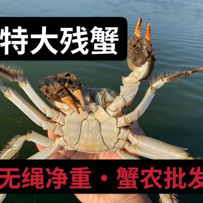 固城湖巨大公蟹大闸蟹断腿蟹螃蟹味道鲜美,大个7/8只大蟹特大