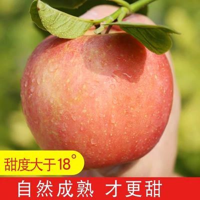 红富士苹果新鲜水果脆甜当季整箱10斤包邮糖心现季5斤丑苹果
