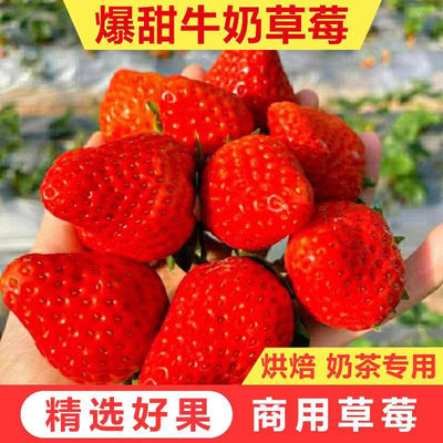 【现摘】四川大凉山牛奶草莓新鲜应季水果可供奶茶烘焙专用甜草莓