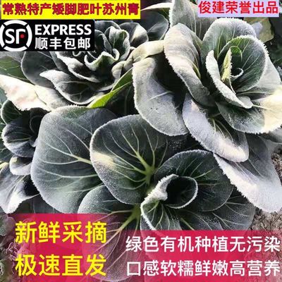 顺丰包邮  矮脚苏州青 常熟董浜苏州青软糯叶肥蔬菜新鲜当季1