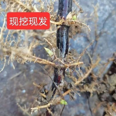 紫竹根黑竹根三年以上老竹根野生紫竹可药用竹根年份足可栽培把玩