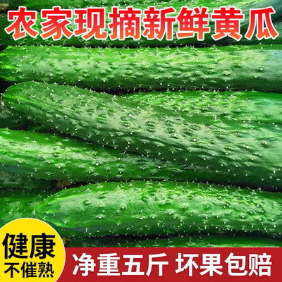 云南露天农家种植刺黄瓜绿心长黄瓜脆嫩青瓜新鲜生吃当季即食包邮