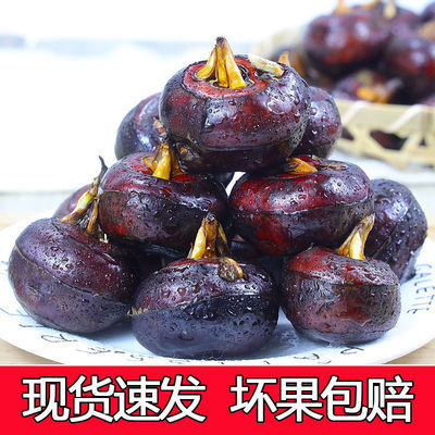 106428/特大果】广西特产新鲜现挖马蹄荸荠大果地梨即食荔浦农家水果批发