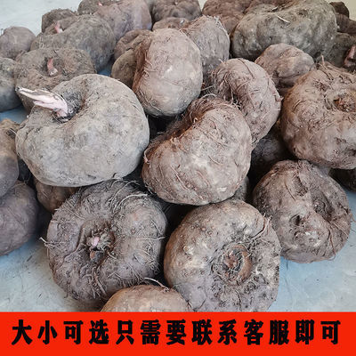 新鲜现挖现发20斤批发价魔芋豆腐原料农家自产直发包邮魔芋新鲜