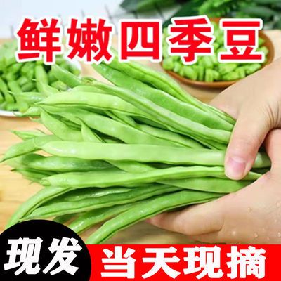 云南四季豆新鲜蔬菜五筋豆豆角刀豆青豆当时令季蔬菜农家菜现摘