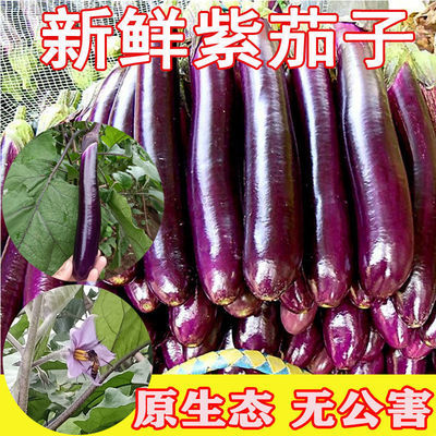 5斤现摘紫茄子新鲜蔬菜农家自种露天种植紫皮茄子长茄子10斤 包邮