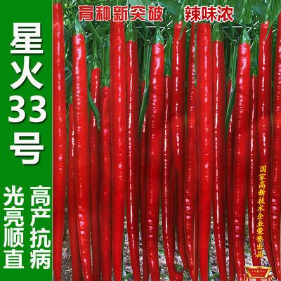 贵州线椒种籽干辣椒新品种二金条二荆条结果多特辣红辣椒蔬菜种子