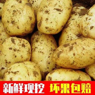【超低价】新鲜黄心土豆批发价马铃薯当季蔬菜小土豆现挖2/5/10斤