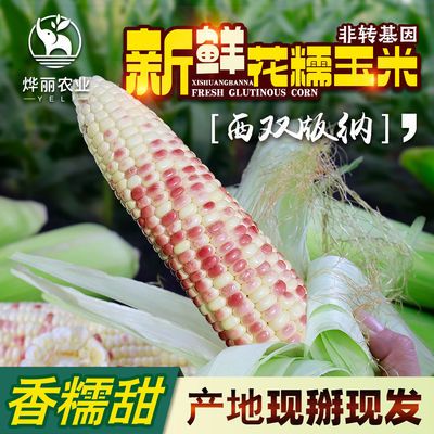 云南西双版纳农家生态新鲜现摘香糯小包谷玉米棒非转基因减脂粗粮