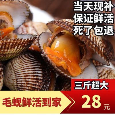 【现捞现发】海鲜毛蛤大个超肥无沙生鲜野生蛤蜊毛蚶鲜活毛蛤蜊