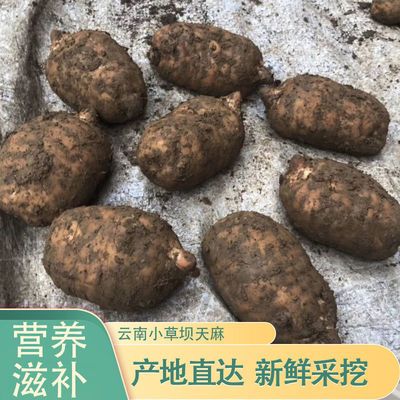 106573/天麻云南土特产小草坝天麻现挖天麻纯天然野生天麻小草坝纯现挖