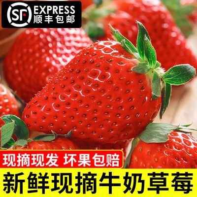 现摘草莓新鲜牛奶草莓甜草莓大草莓非丹东九九草莓商用草莓烘焙