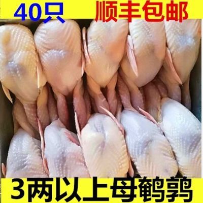 130500/40只大鹌鹑 现杀鹌鹑放血去内脏 活体新鲜白条鹌鹑肉乳鸽烧烤冷冻