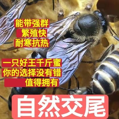 中蜂蜂王高产阿坝新开产卵王种王纯种自然交尾广西黑王中华蜜蜂王