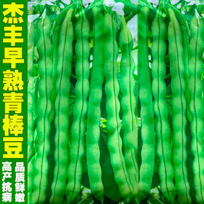 贵州早熟45天青棒豆种子四季豆种孑厚肉青荚菜豆高产农家蔬菜种籽