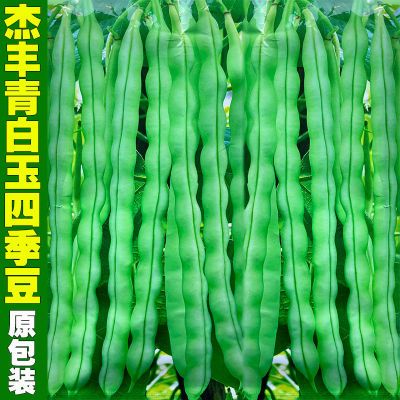 杰丰青白玉四季豆种子60天青白棒豆角种籽爬藤高产耐热蔬菜种孑子