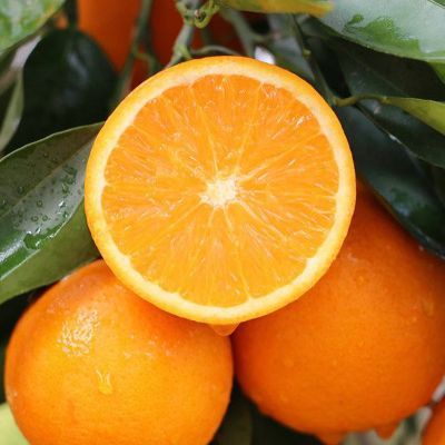 秭归脐橙老树酸甜橙新鲜水果手剥鲜橙健康无添加