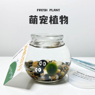 海藻球水培植物 小众礼物生态瓶水草小宠物小玩意女生生日送朋友