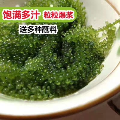 新鲜海葡萄长寿菜裙带菜海藻菜海带海白菜即食绿色鱼子酱100g