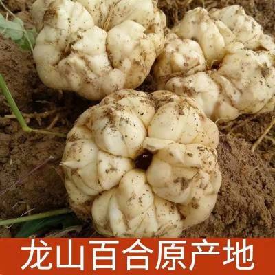 24年龙山新百合微苦无硫药食同源功效正宗大白食用优质