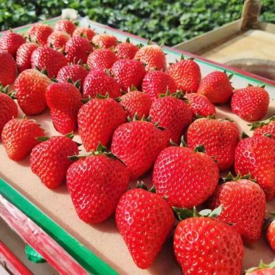 正宗丹东99草莓新鲜东港红颜九九草莓整箱当季水果牛奶大草莓空运