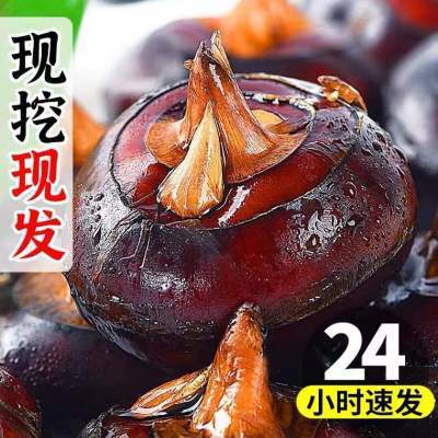 乡上荔人广西马蹄新鲜荸荠3/5/9斤水果马蹄饽荠孛荠农家蔬菜无渣