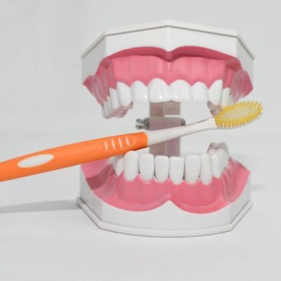 儿童早教刷牙模型两倍大幼儿小孩口腔教学牙齿模型幼儿园教刷牙