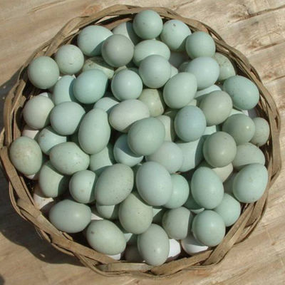 【現撿現發】正宗農家散養土雞蛋綠殼蛋烏雞蛋現撿現發新鮮營養蛋