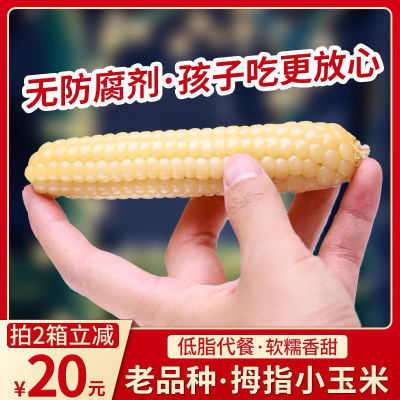 131080/云南西双版纳拇指小玉米傣家香甜粘糯玉米棒非转基因健康新鲜玉米