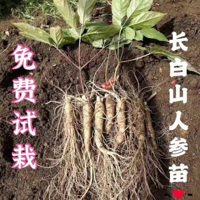 小跟蒜种子山蒜野蒜小葱种籽四季播耐寒性好阳台庭院栽培蔬菜种子 虎窝拼