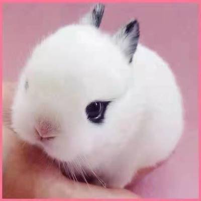 小白兔侏儒兔长不大茶杯兔小型兔儿童礼物兔可爱小花兔