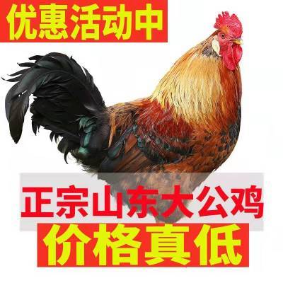 130391/正宗深山散养大公鸡纯粮新鲜现杀土公鸡正宗笨公鸡林间跑步大公鸡