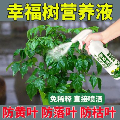 【杭州市卖得好】【幸福专用肥】幸福树营养液防黄叶一喷绿免稀释家用幸福树肥料