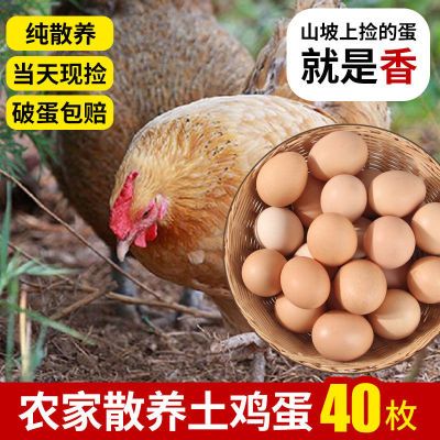 131450/土鸡蛋农家散养新鲜农村自养天然笨鸡蛋柴鸡蛋草鸡蛋批发价整箱