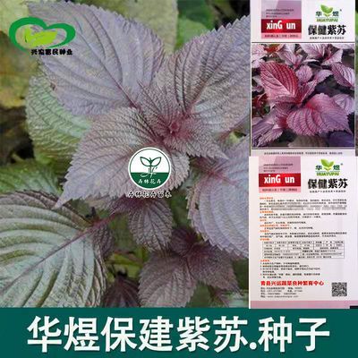 紫苏菜种子野菜特种蔬菜保健绿苏子赤苏红苏香苏种籽驱蚊盆栽种籽 虎窝拼