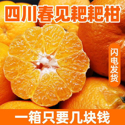 四川江油春见耙耙柑新鲜橘子整箱应季当季桔子粑粑干水果特级大果