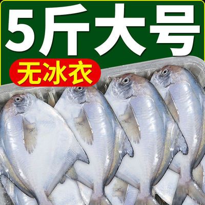 【特大】大银鲳鱼新鲜海鲜白鲳鱼鲜活冷冻海鱼非无冰平鱼批发整箱