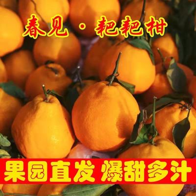 131984/四川春见新鲜10斤耙耙柑现货桔橘子超甜孕妇水果当季整
