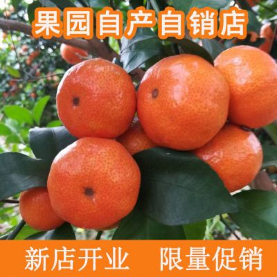【开业大促】正宗广西沙糖桔水果dd1薄皮桔子砂糖橘甜柑橘砂糖