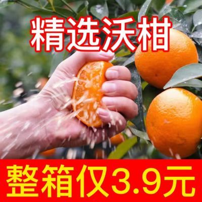 132238/云南高原沃柑橘子当季新鲜水果精选纯甜沃甘桔子现摘现发包邮