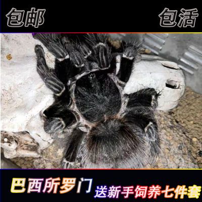 新网红狼蛛活物入门品种巴西所罗门2-22厘米大体型爬虫蜘蛛宠物活