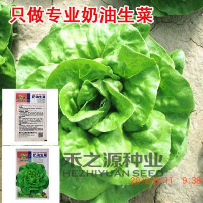 四季奶油生菜种子可生吃阳台盆栽夏季耐热蔬菜种籽农家玻璃生菜种