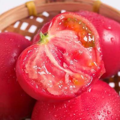 西红柿沙瓤生吃新鲜现摘大番茄自然熟蔬菜孕妇水果西红柿包邮露天