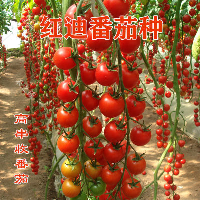 红迪瀑布串收番茄种子特色西红柿种籽红色樱桃番茄种子圣女果种子