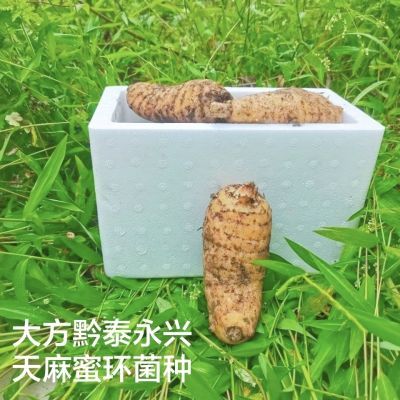 131121/特级精选正宗贵州大方天麻之乡仿野生种植红杆鲜天麻新鲜现挖出售