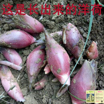 洋荷姜种子阳荷姜种苗洋火姜种根盆栽阳台蔬菜种子特色菜种子