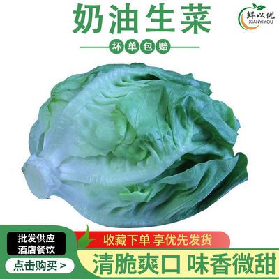 奶油生菜新鲜蔬菜沙拉菜脆嫩可口西餐轻食沙拉菜波士顿生菜